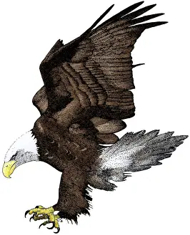 Accipitridae Family Eagles Prints: Bald Eagle
