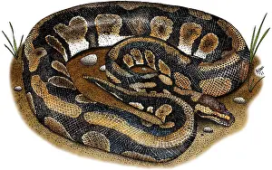 Wildlife Illustration Prints: Ball Python
