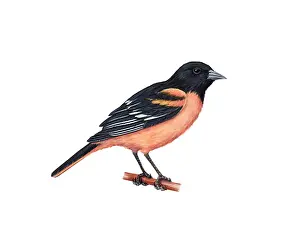 Framed Print : Baltimore Oriole Print - Color Illustration of Icterus galbula Bird Framed Print : Baltimore Oriole Print - Color Illustration of Icterus galbula Bird