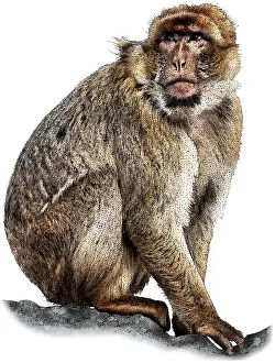 Cercopithecidae Family Prints: Barbary macaque
