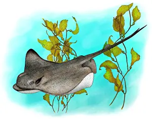 Ocean Wildlife Art Prints: Bat Ray