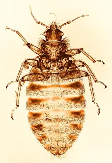 Close Up Insect Images Prints: Bedbug, light micrograph