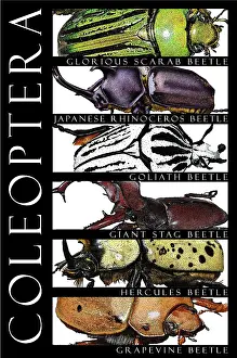 Stag Beetle Illustration Prints: Beetles, Poster