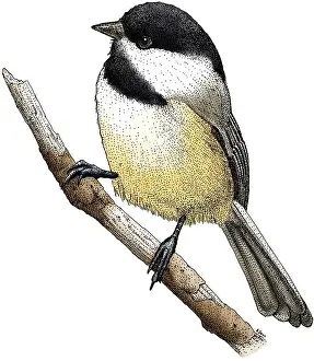 Animal Illustrations Online Prints: Black Capped Chickadee
