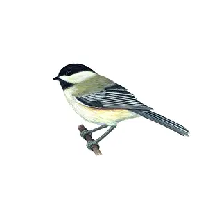 Animal Artwork For Sale Prints: Black-capped Chickadee