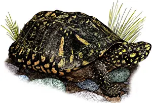 Asian Wildlife Art Prints: Black Pond Turtle