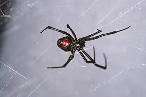 Black Widow Spider on Web Print