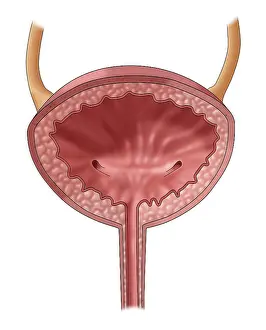 Urinary System Illustration Prints: Bladder, Illustration