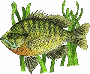 Freshwater Fish Illustration Prints: Bluegill