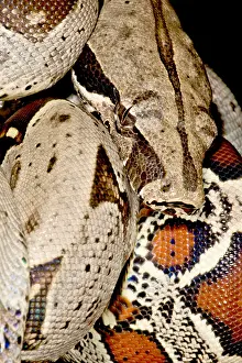 Peruvian Wildlife Prints: Boa Constrictor