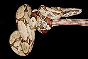 Peruvian Wildlife Prints: Boa Constrictor