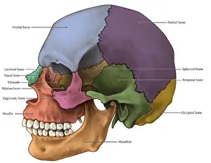 Lateral Skull Print