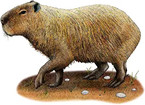 South American Wildlife Art Prints: Capybara