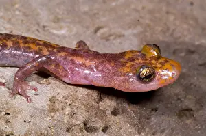 Amphibian Wildlife Photos Prints: Cave Salamander