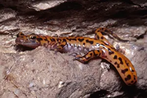 American Wildlife Prints: Cave Salamander