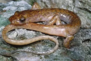 American Wildlife Prints: Cave Salamander