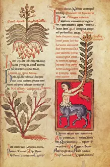 Centaur Mythology Prints: Centaur, Legendary Creatures