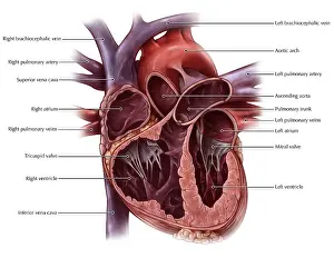 Human Heart Diagram Prints: Chambers of the Heart