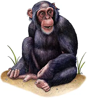 Mammal Drawings Prints: Chimpanzee