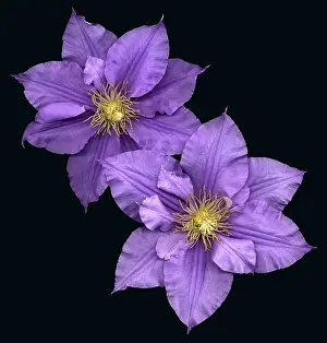 Flowering Plants Images Prints: Clematis