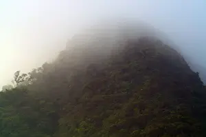 Cloud Forest Panama Prints: Cloud Forest