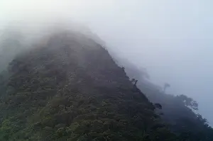 Central America Nature Prints: Cloud Forest