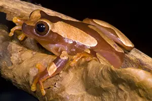 South American Animals Prints: Clown Tree Frog