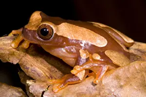 South American Nature Photos Prints: Clown Tree Frog