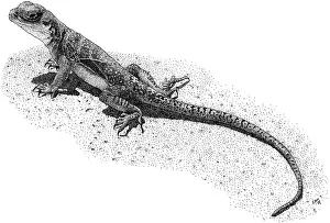 Collared Lizard Print - Pen and Ink Illustration