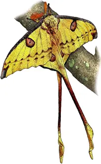 Lepidoptera Images Prints: Comet moth