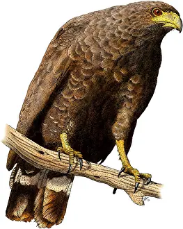 Accipitridae Family Hawks Prints: Common Black Hawk