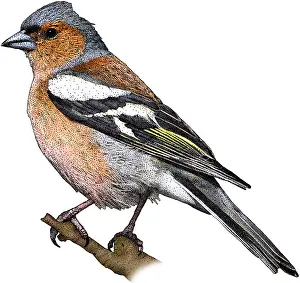 European Bird Art Prints: Common Chaffinch