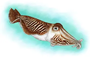 Sepia officinalis Print, Common Cuttlefish Image