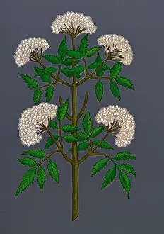 Historical Plant Drawings Prints: Common Elder Tree