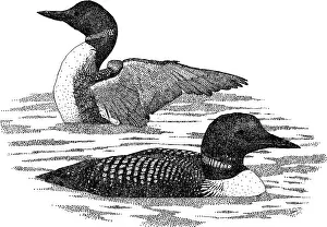 Common Loons