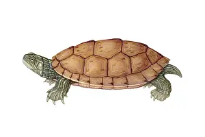 North American Reptiles Prints: Common Map Turtle