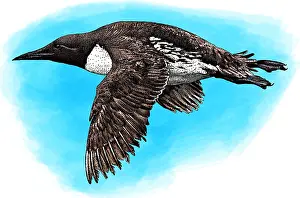 Framed Print : Common Murre Print - A Single Bird Perched on a Rock Framed Print : Common Murre Print - A Single Bird Perched on a Rock