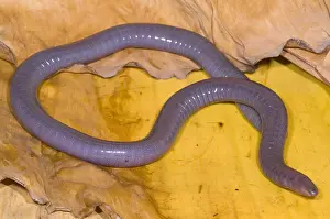 West African Wildlife Prints: Congo Caecilian