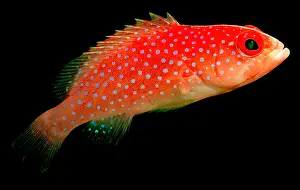 Indo Pacific Fish Prints: Coral Rock-Cod
