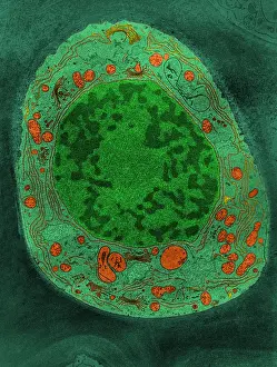 Plant Biology Images Prints: Corn Root Tip Cell, TEM