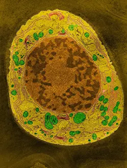 Framed Print : Corn Root Tip Cell Print, TEM Color Enhanced Image
