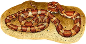 Framed Print : Corn Snake Print: Colorized Pen and Ink Illustration Framed Print : Corn Snake Print: Colorized Pen and Ink Illustration