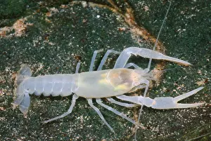 American Crayfish Prints: Crayfish