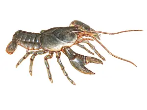 Animal Artwork Prints: Crayfish, Illustration