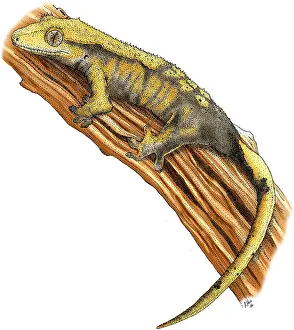 Framed Print : Crested Gecko Colorized Pen and Ink Print