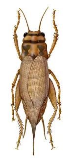 Animal Illustrations Online Prints: Cricket