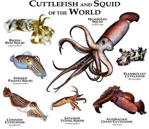 Australian Ocean Wildlife Prints: Cuttlefish of the World