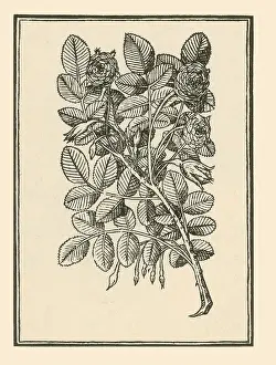 Historical Flower Illustrations Prints: Damask Rose