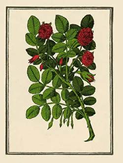 Damask Rose Prints: Damask Rose