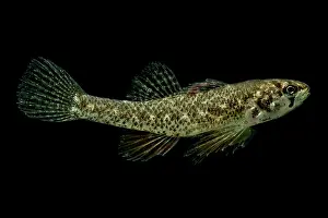 American Darter Prints: Least Darter (Etheostoma microperca)